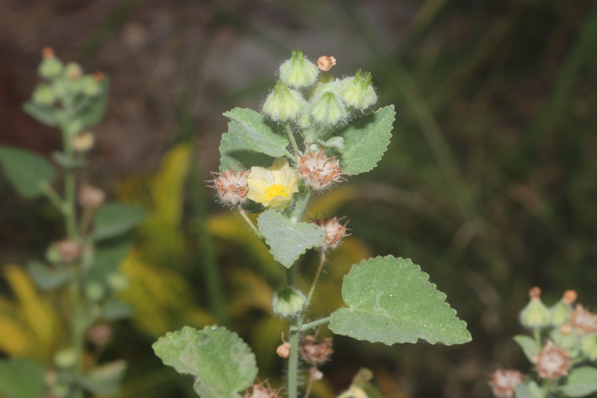 Sida cordifolia L.