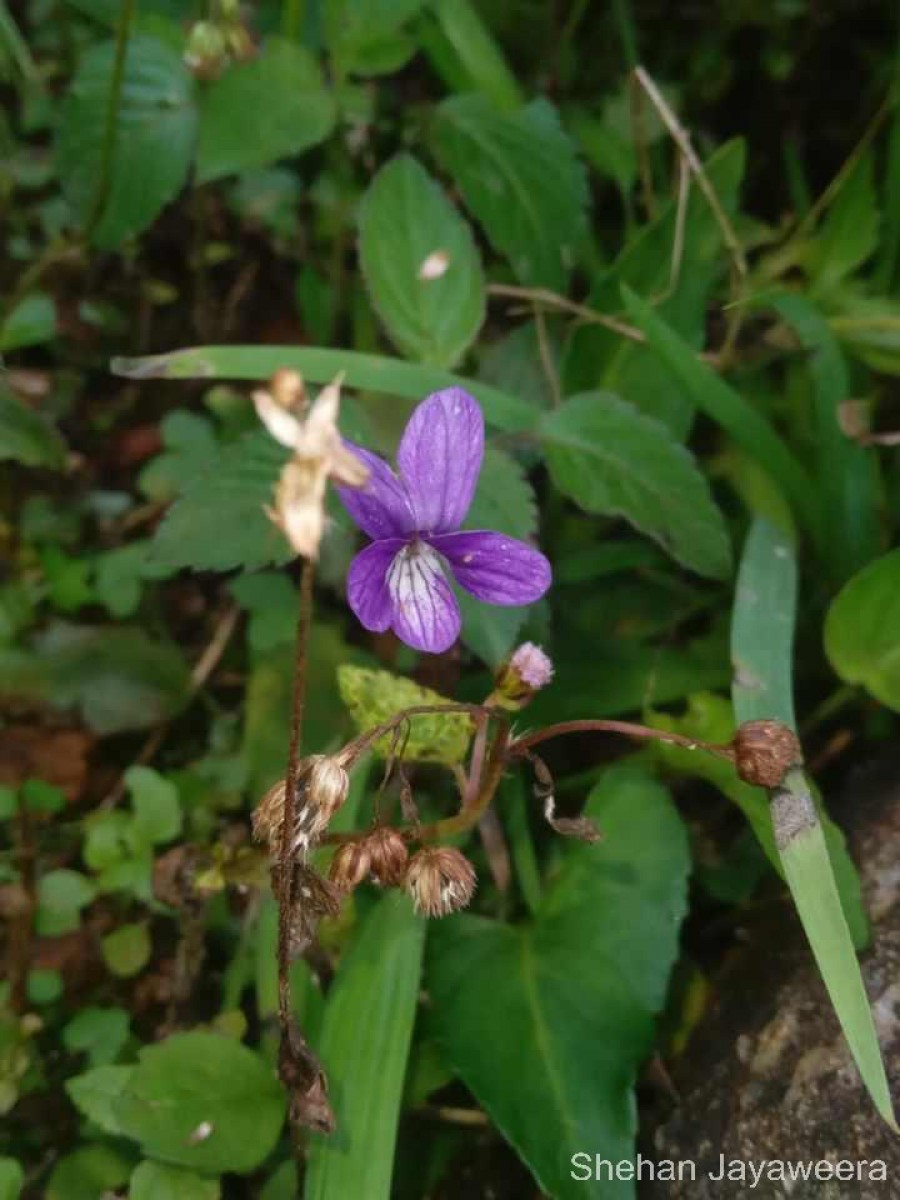 Viola betonicifolia Sm.