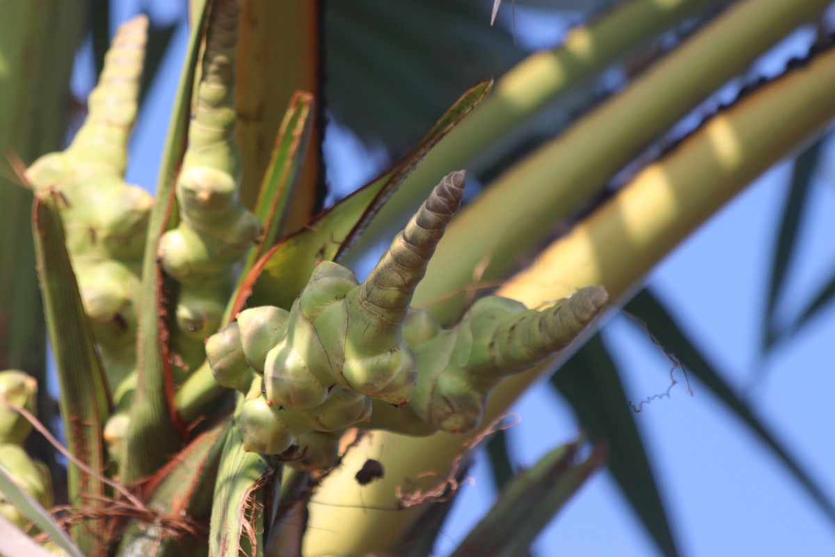 Borassus flabellifer L.