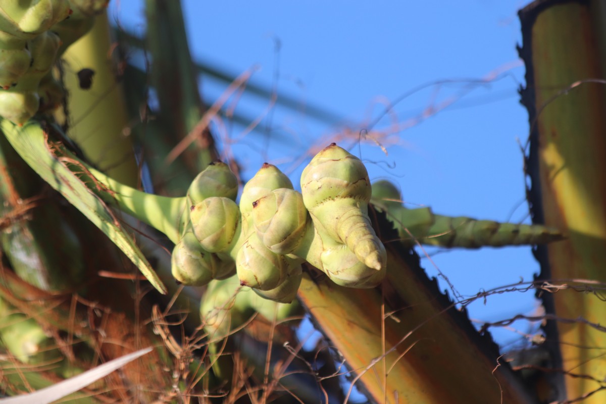 Borassus flabellifer L.