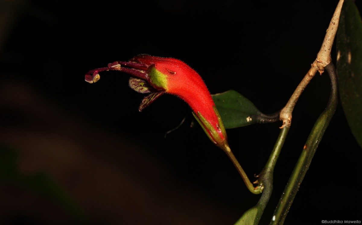 Aeschynanthus ceylanicus Gardner