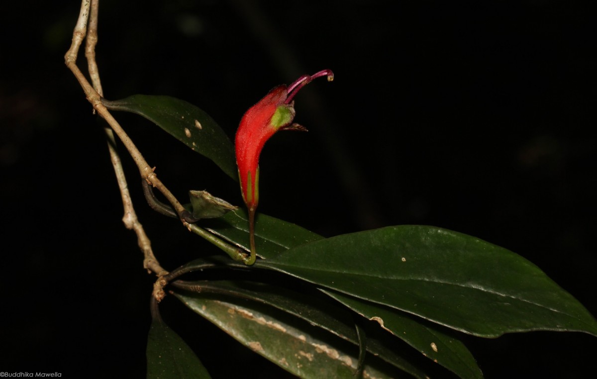 Aeschynanthus ceylanicus Gardner