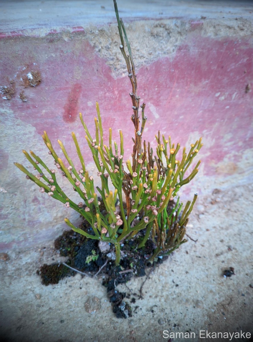 Psilotum nudum  (L.) P.Beauv.