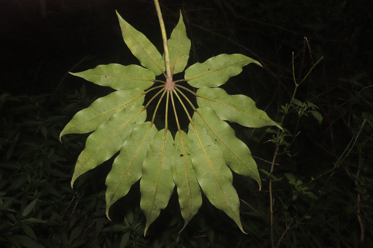 Schefflera exaltata (Thwaites) Frodin