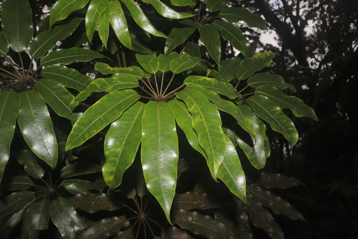 Schefflera exaltata (Thwaites) Frodin