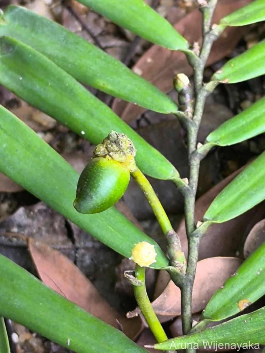 Pothos parvispadix Nicolson