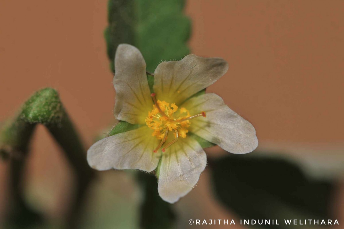 Sida spinosa L.