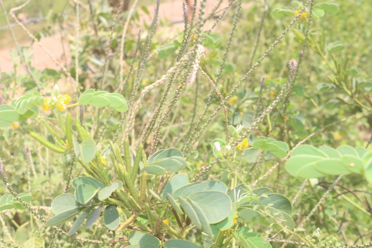 Senna uniflora (Mill.) H.S.Irwin & Barneby