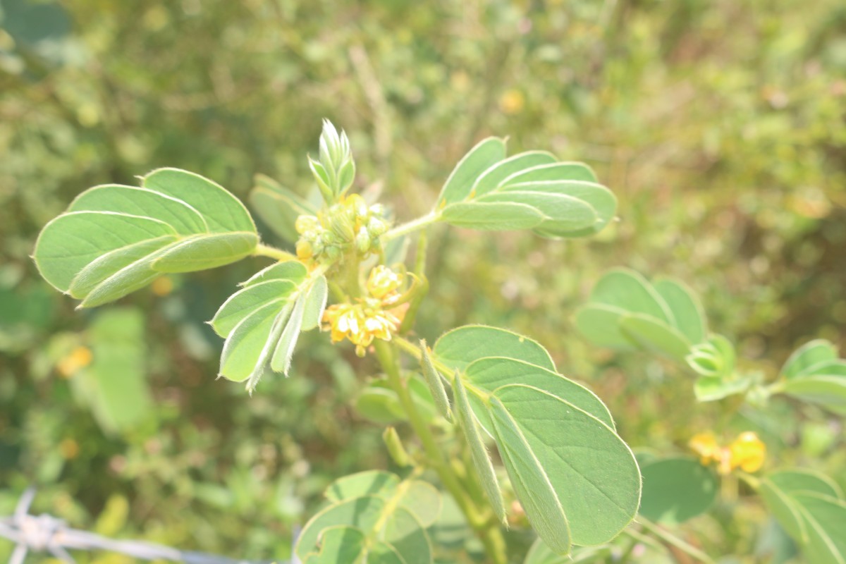 Senna uniflora (Mill.) H.S.Irwin & Barneby