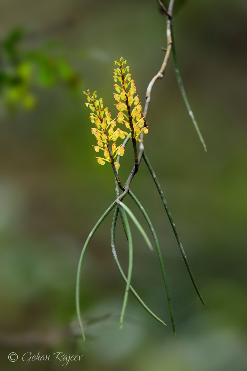 Cleisostomopsis filiformis (Rchb.f.) R.Rice