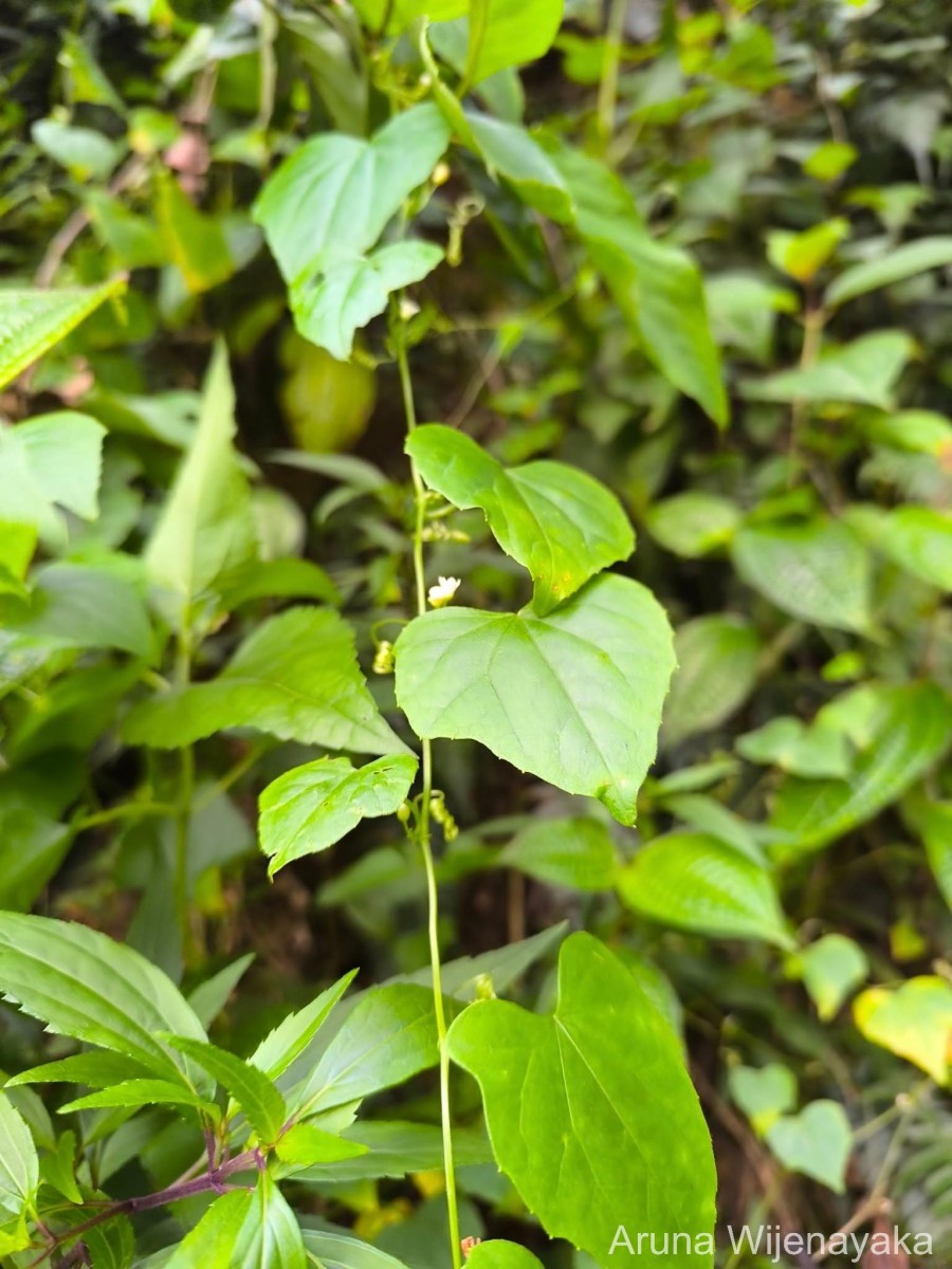 Zehneria bodinieri (H.Lév.) W.J.de Wilde & Duyfjes