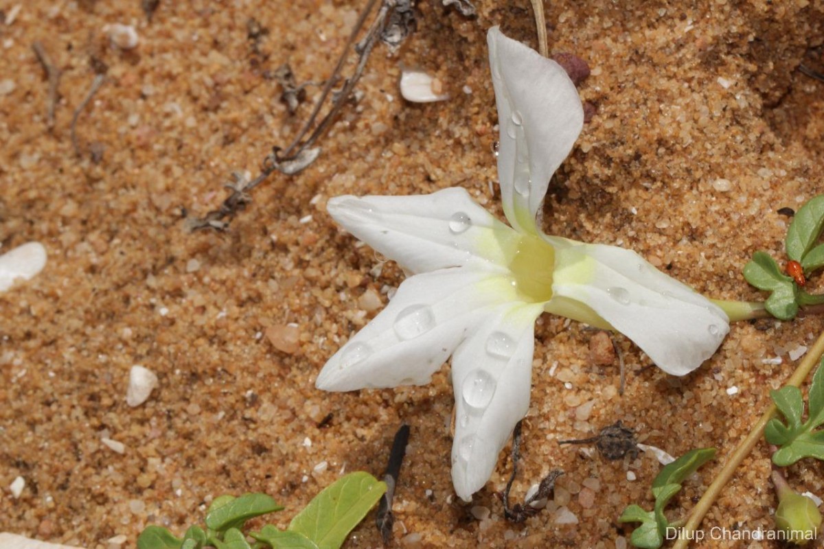 Ipomoea imperati (Vahl) Griseb.