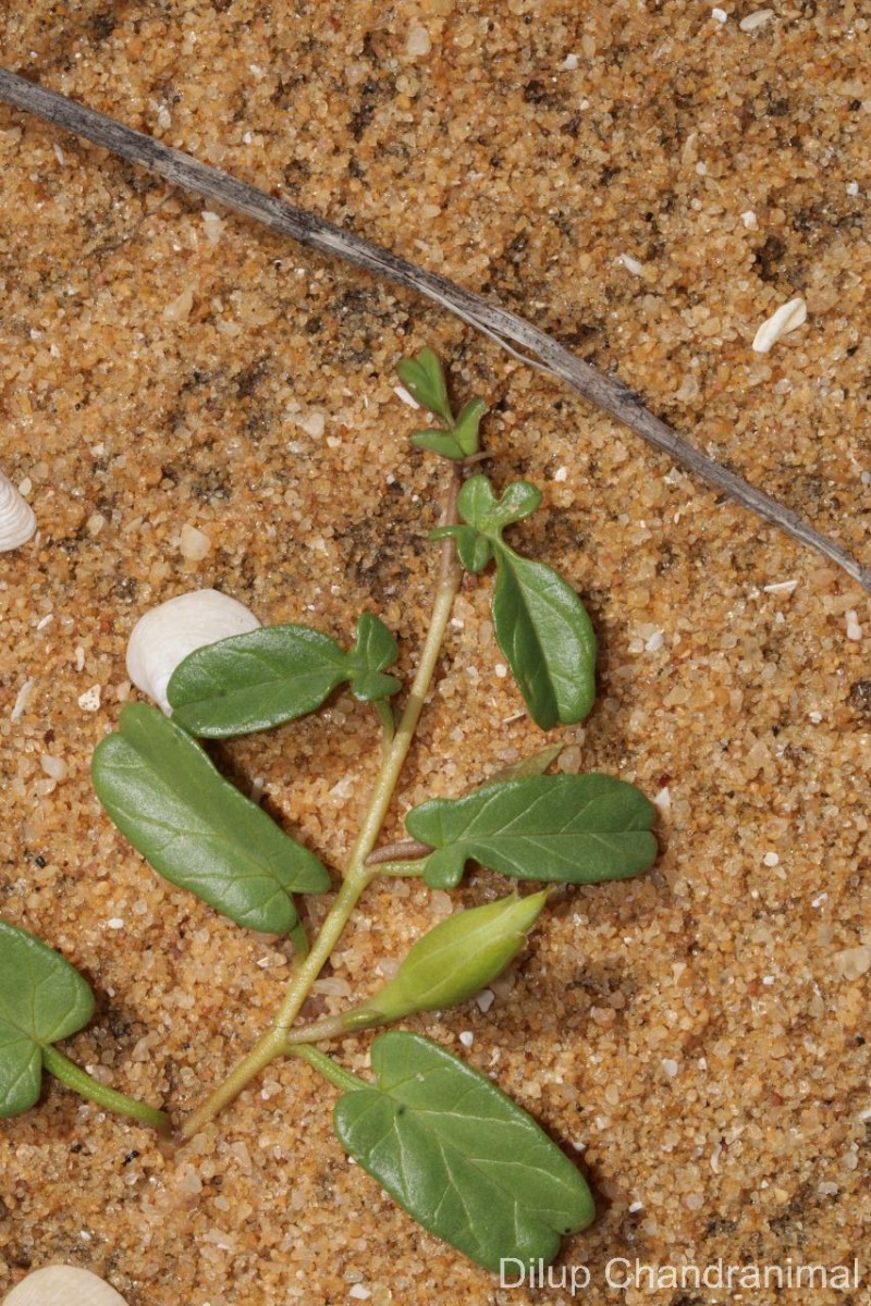 Ipomoea imperati (Vahl) Griseb.