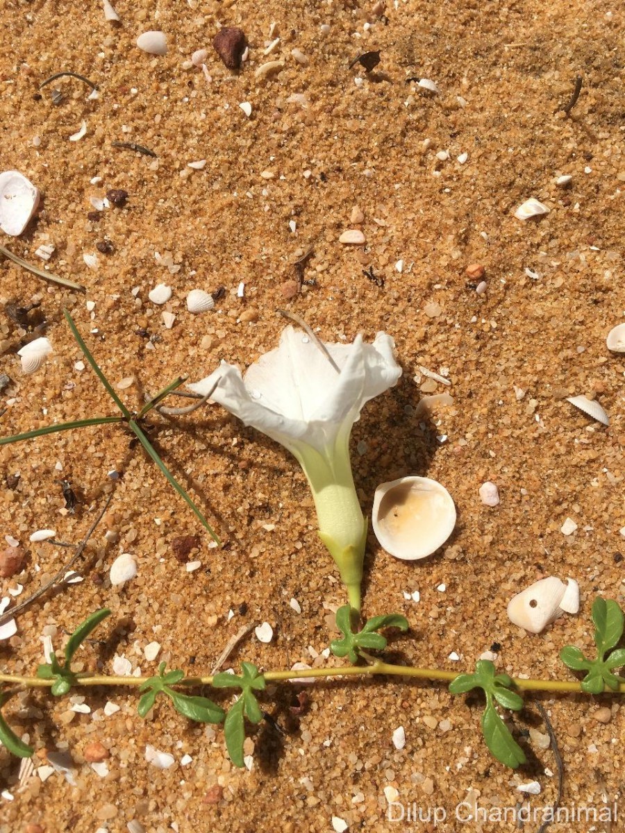 Ipomoea imperati (Vahl) Griseb.