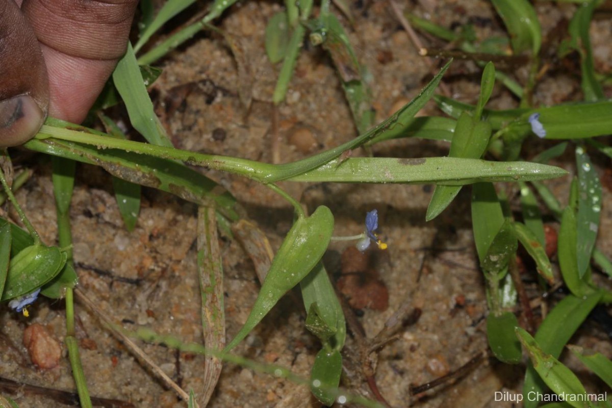 Commelina attenuata J.Koenig ex Vahl