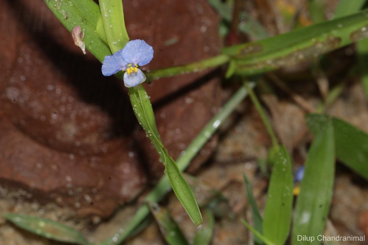 Commelina attenuata J.Koenig ex Vahl