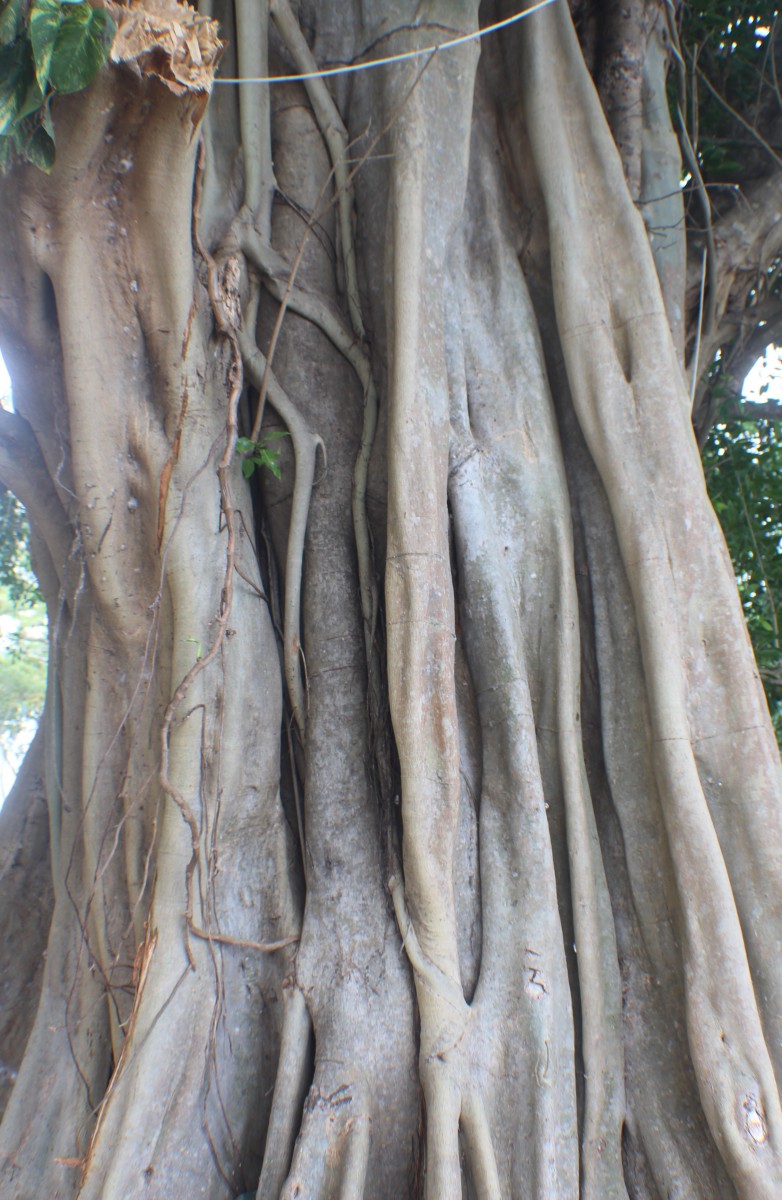 Flora of Sri Lanka