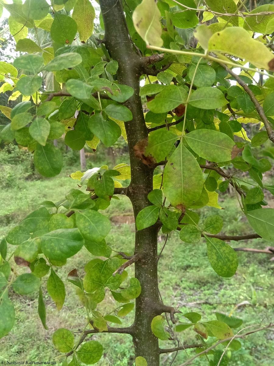 Commiphora berryi (Arn.) Engl.