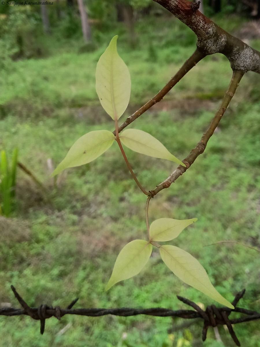 Commiphora berryi (Arn.) Engl.