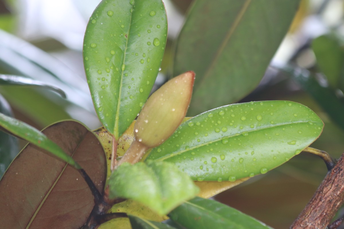 Magnolia grandiflora L.