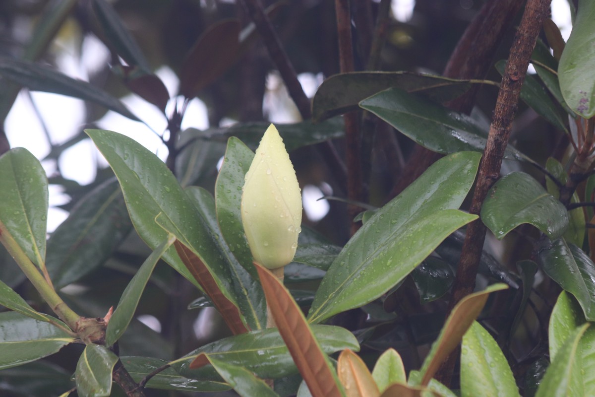 Magnolia grandiflora L.