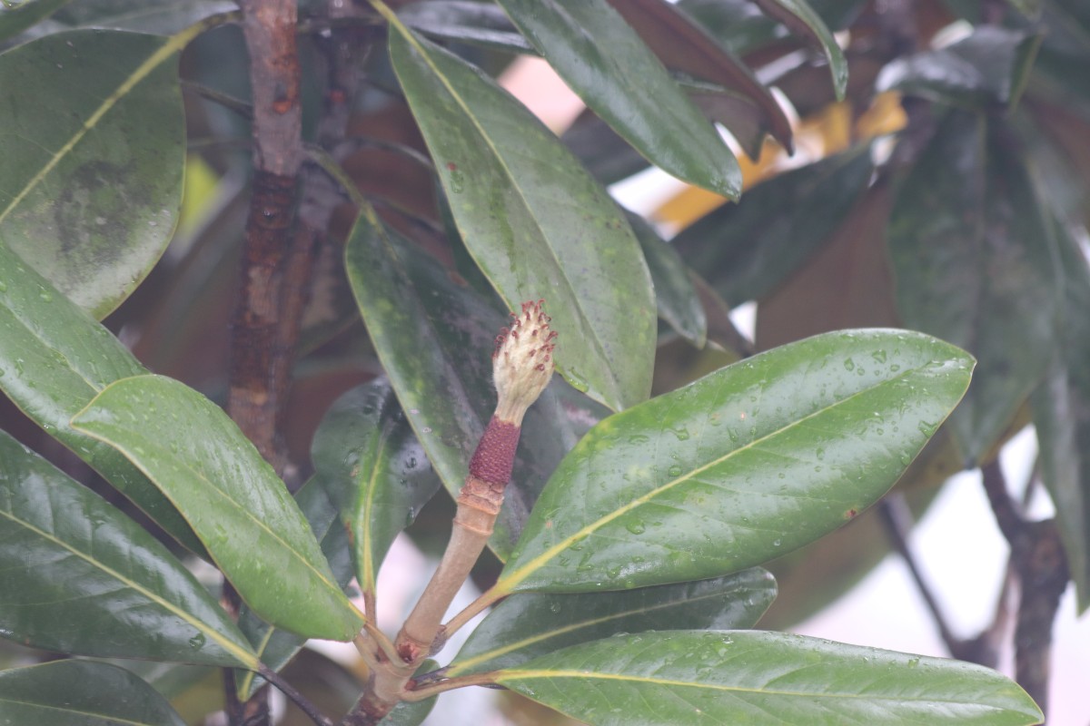 Magnolia grandiflora L.