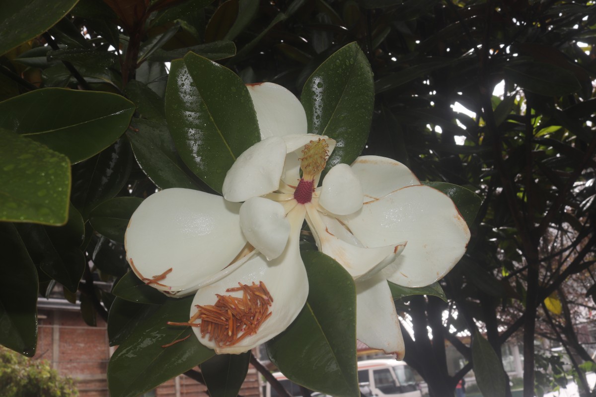 Magnolia grandiflora L.