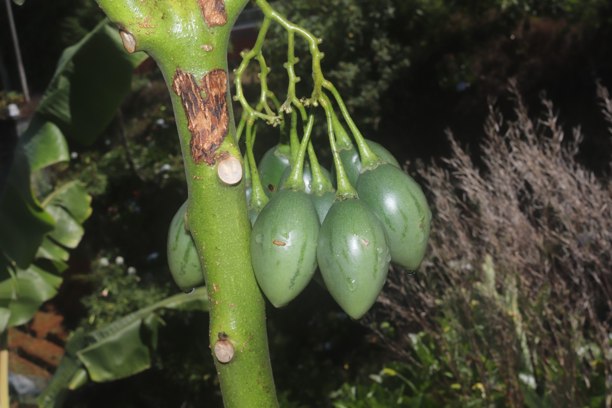 Solanum betaceum Cav.