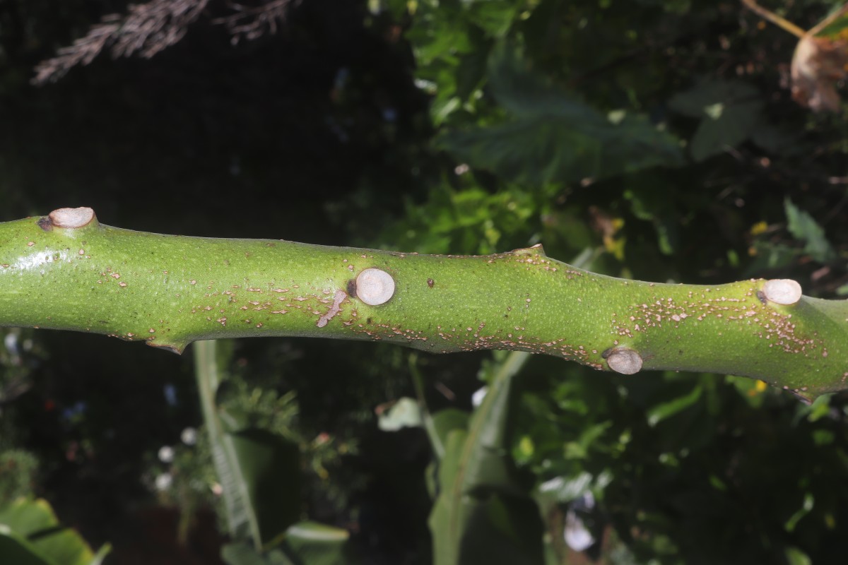 Solanum betaceum Cav.