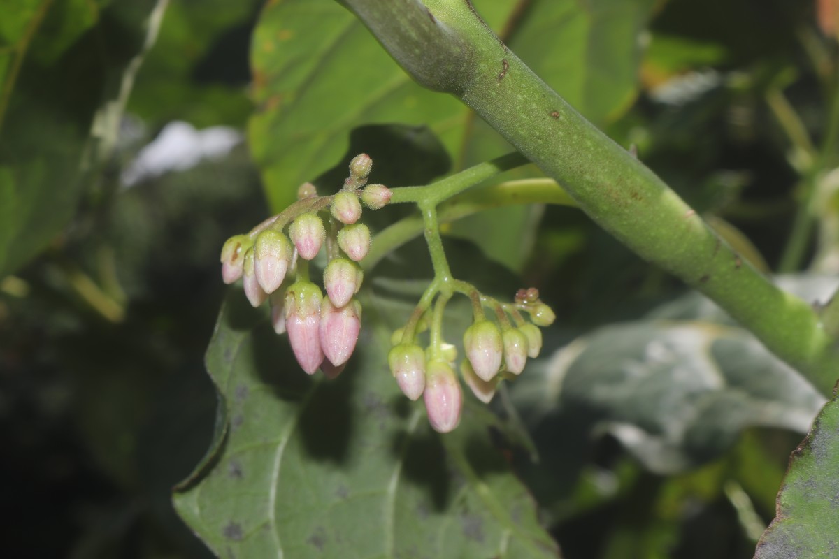 Solanum betaceum Cav.