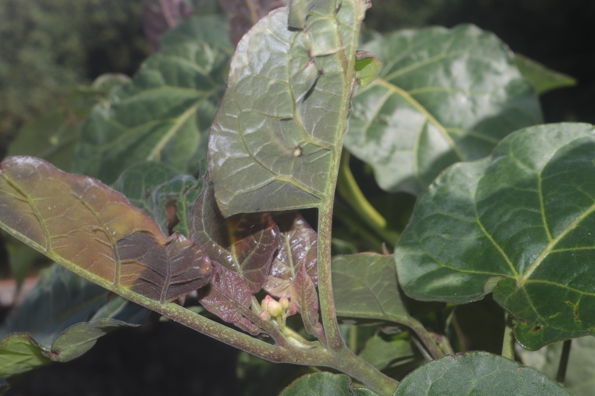 Solanum betaceum Cav.