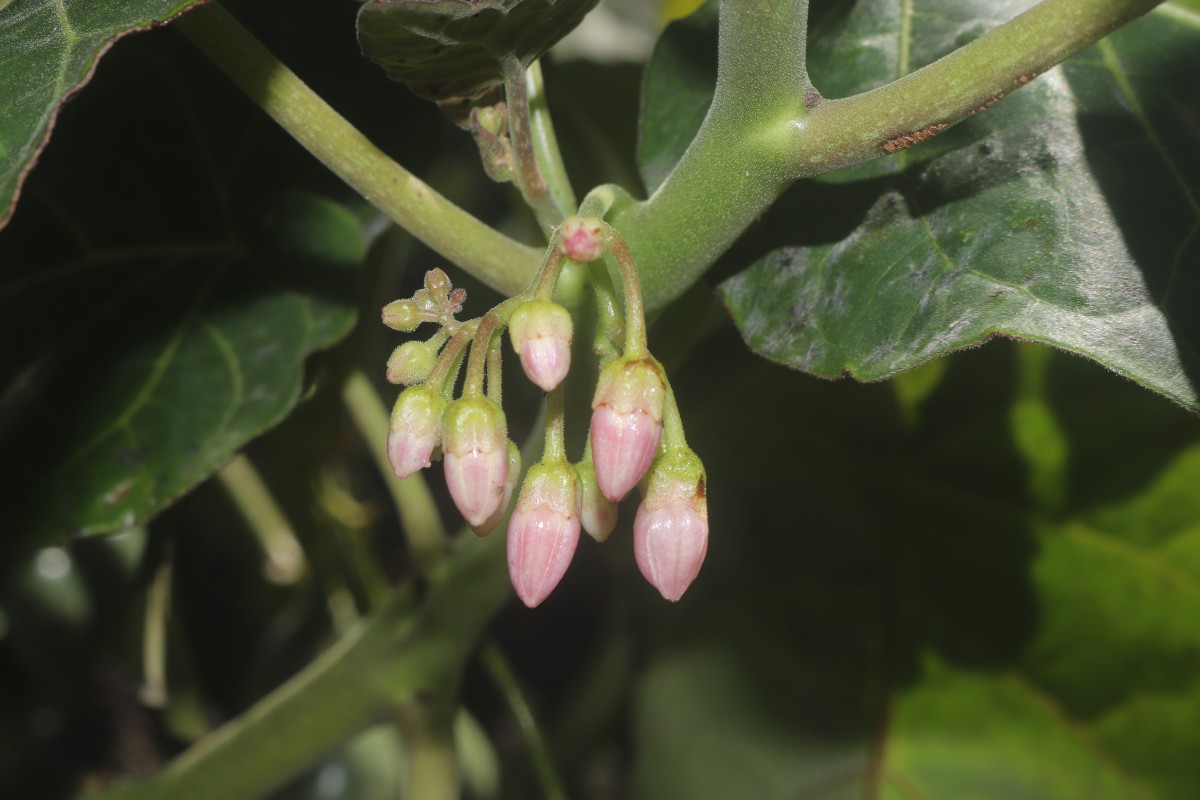 Solanum betaceum Cav.