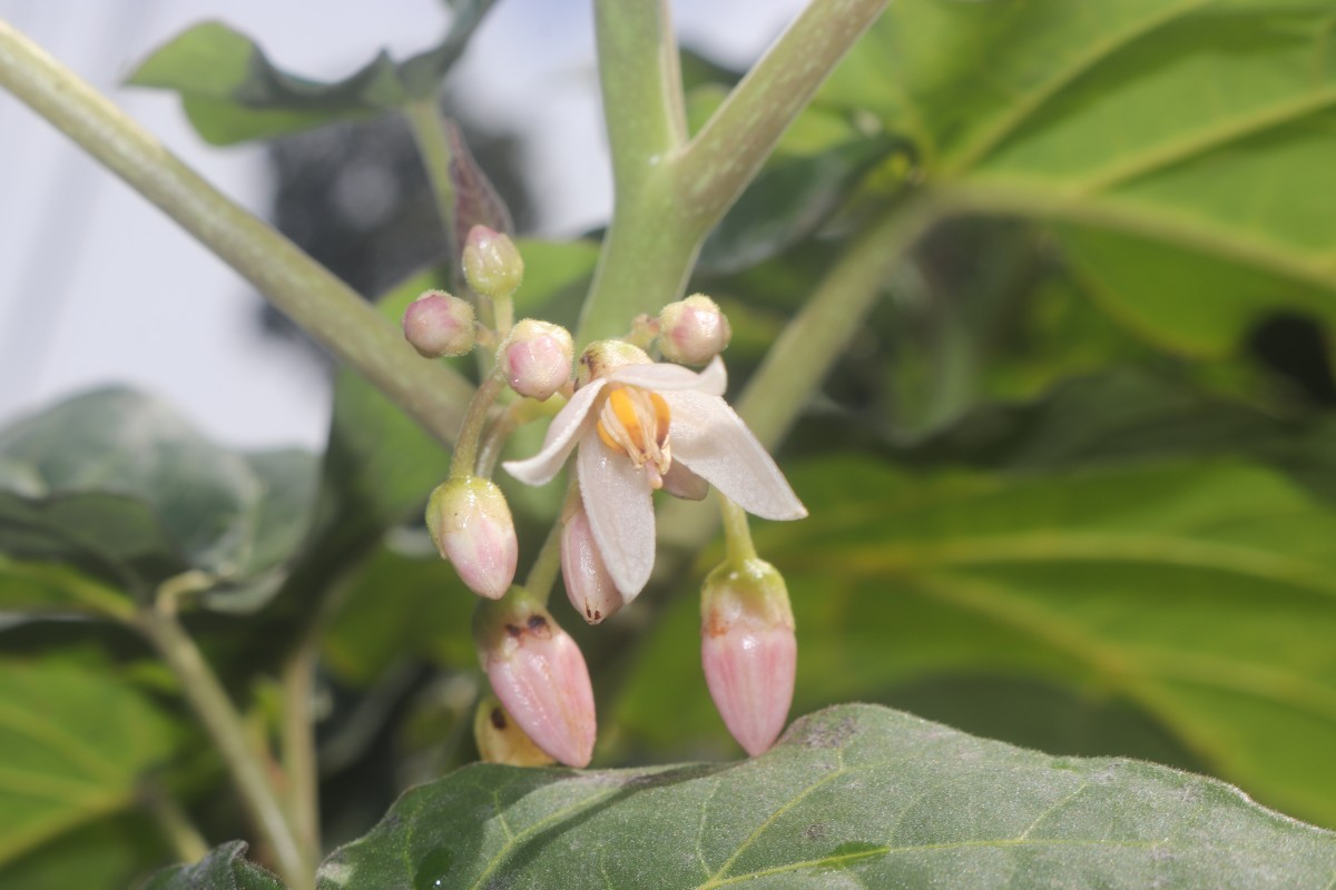 Solanum betaceum Cav.