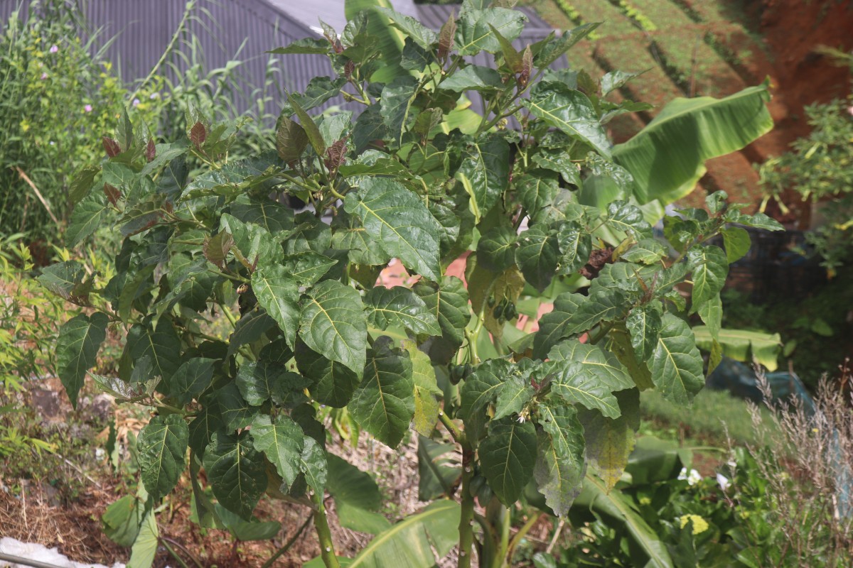 Solanum betaceum Cav.