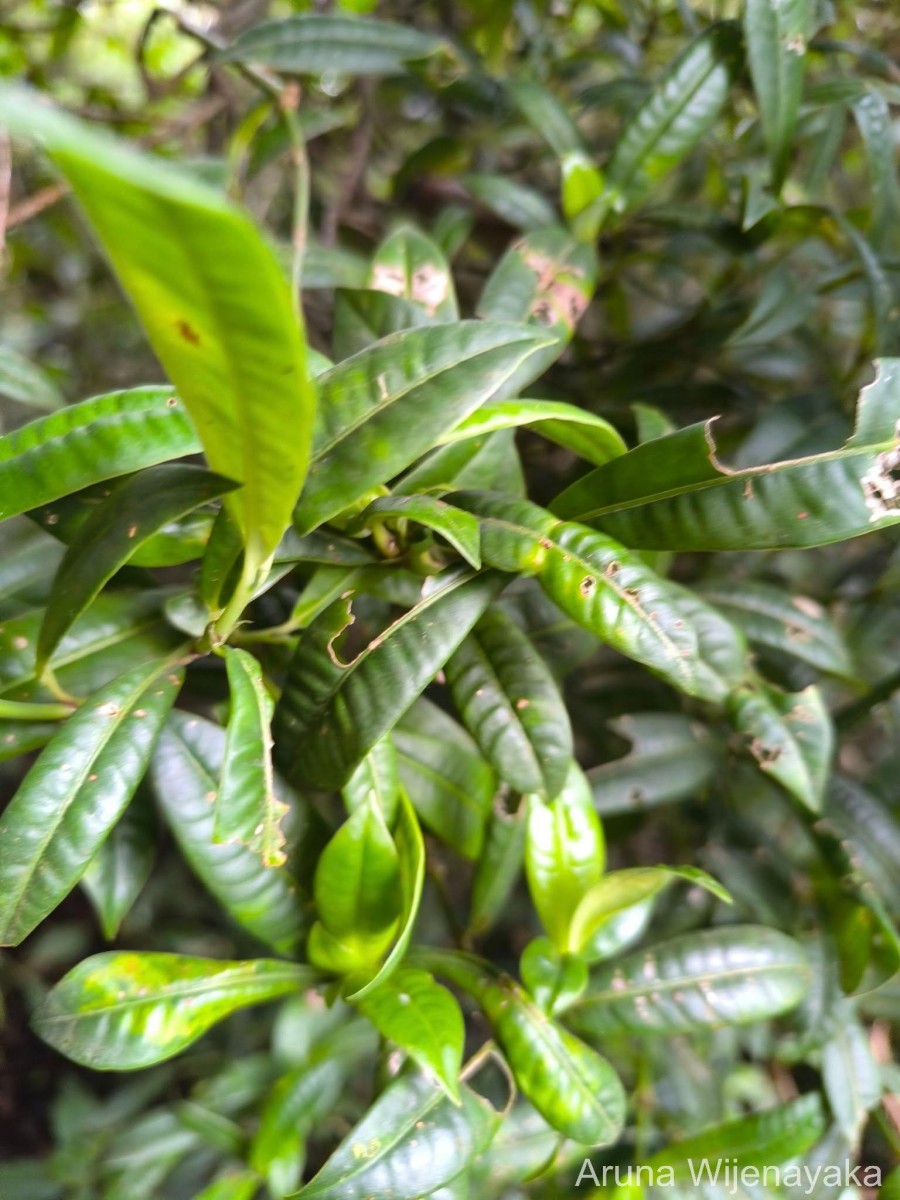 Psychotria plurivenia Thwaites