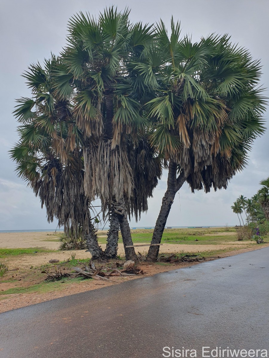 Hyphaene dichotoma (D.White bis ex Nimmo) Furtado