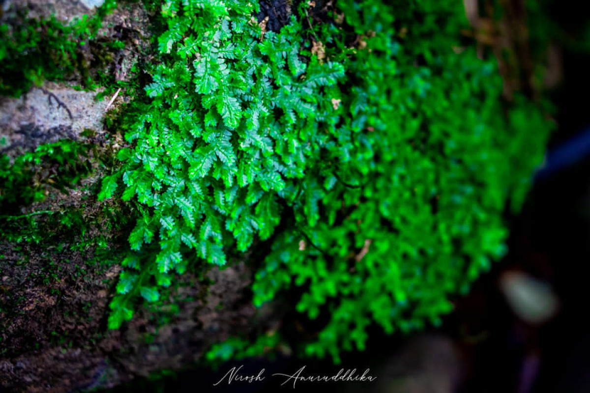 Selaginella ciliaris (Retz.) Spring