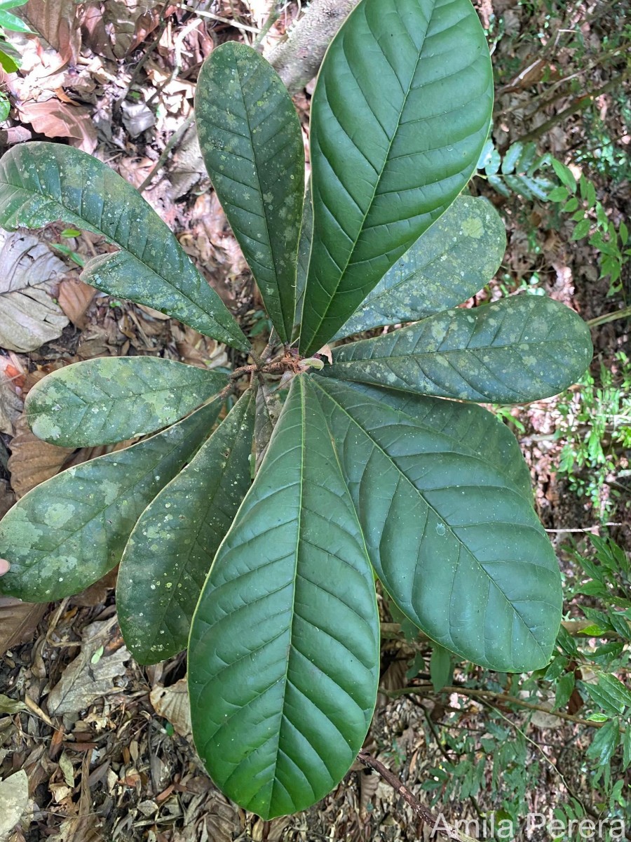 Flora of Sri Lanka