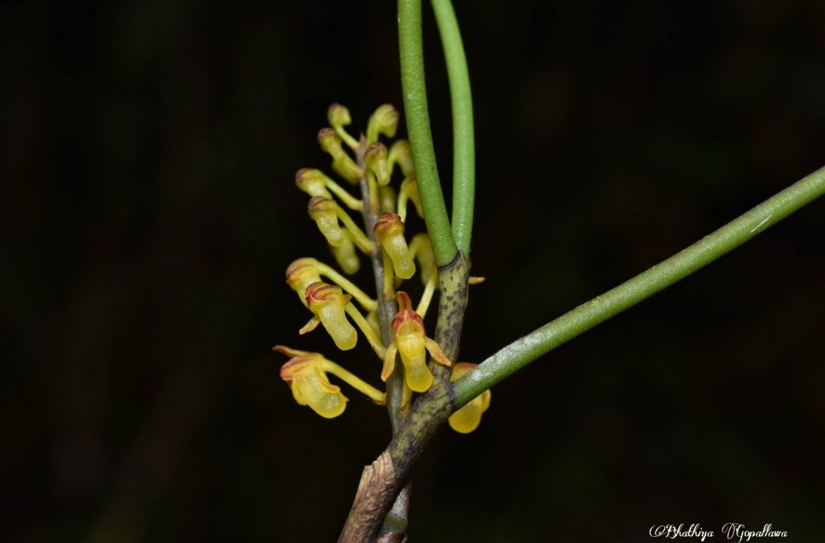 Cleisostomopsis filiformis (Rchb.f.) R.Rice