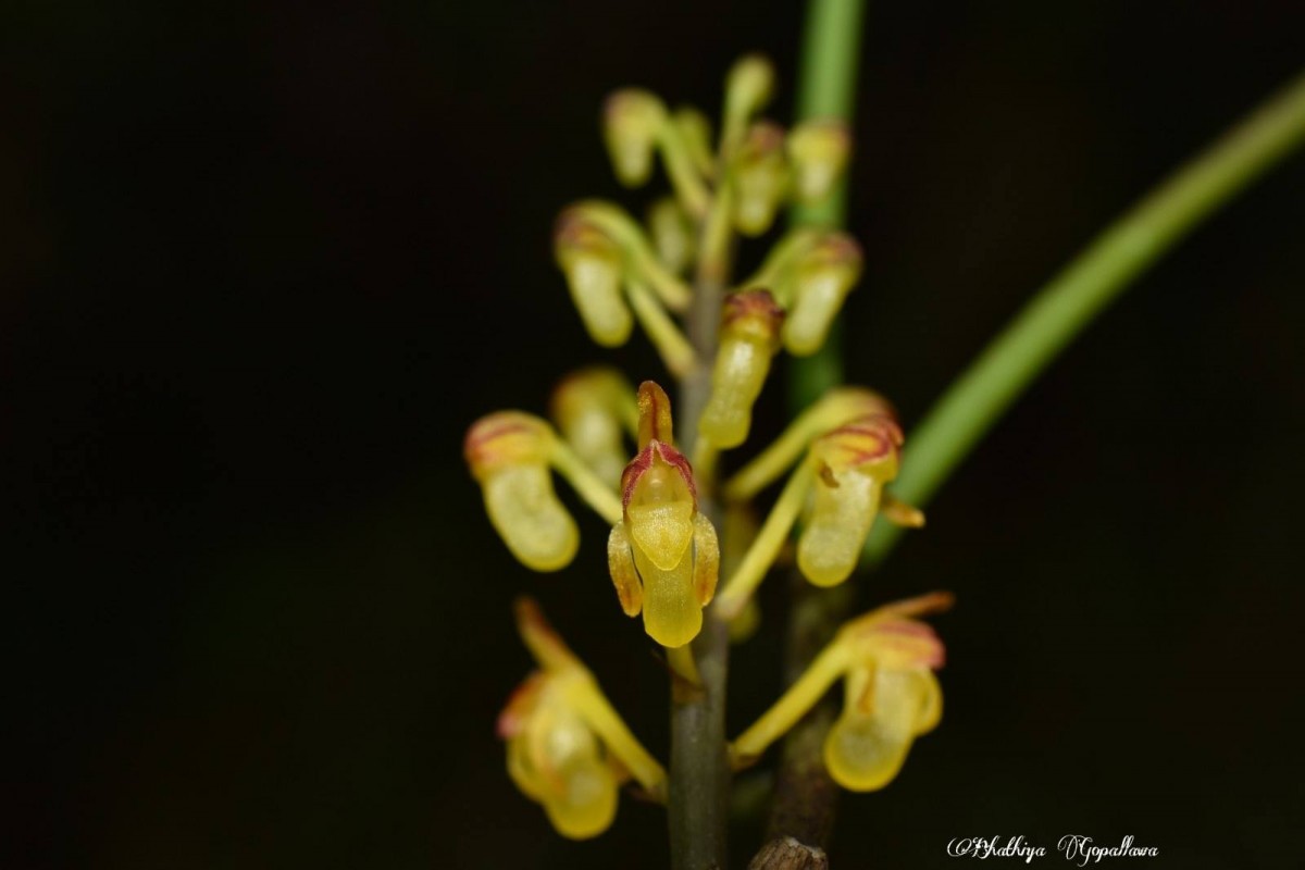 Cleisostomopsis filiformis (Rchb.f.) R.Rice