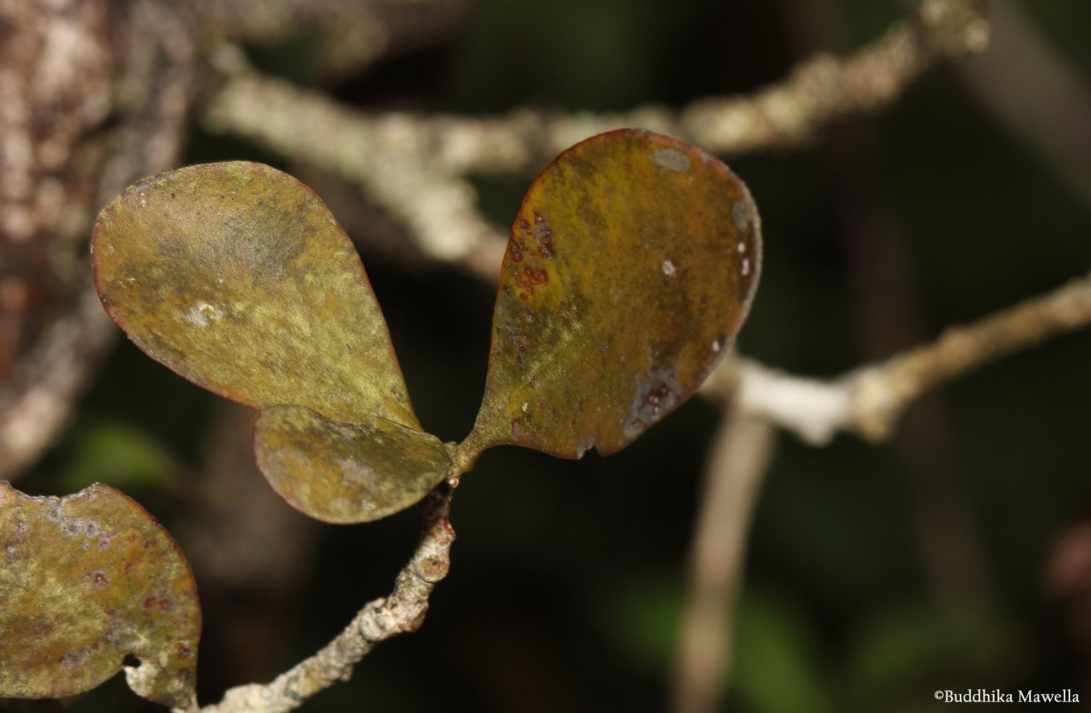 Taxillus sclerophyllus Danser