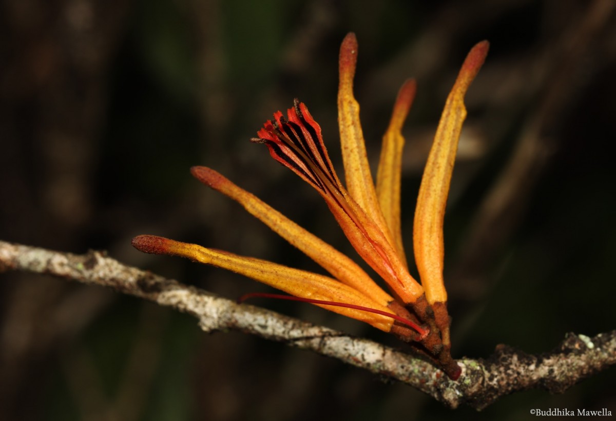 Taxillus sclerophyllus Danser