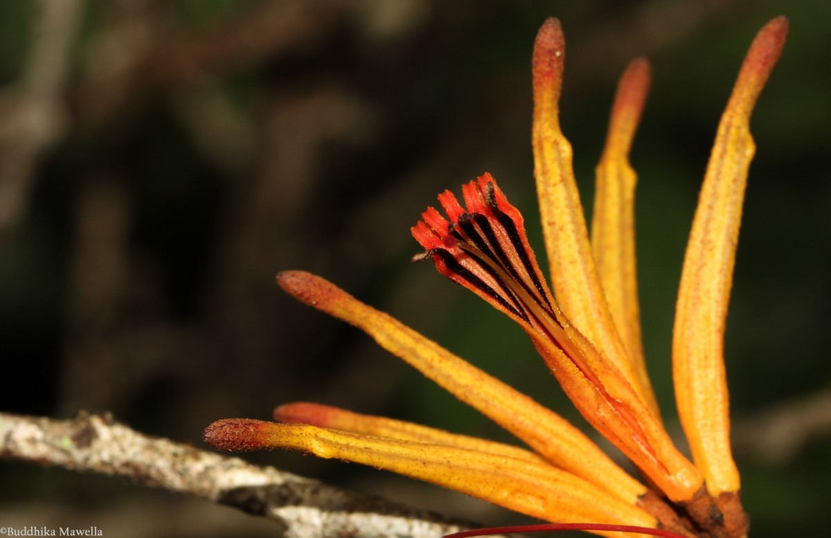 Taxillus sclerophyllus Danser