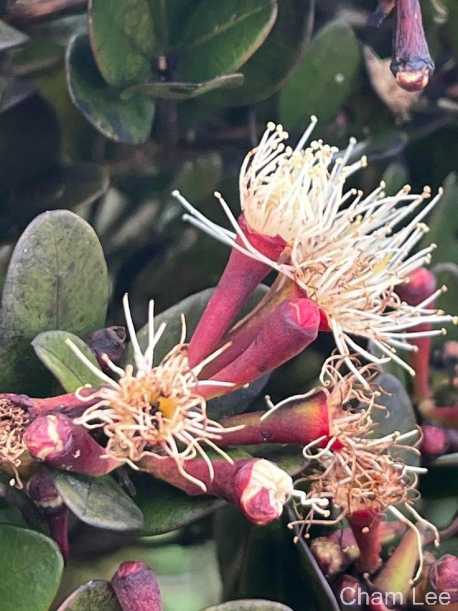 Syzygium montis-adam Kosterm.