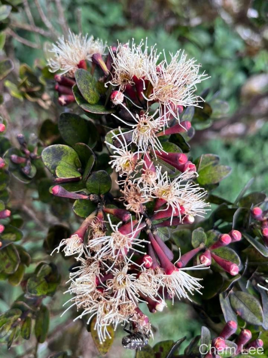 Syzygium montis-adam Kosterm.