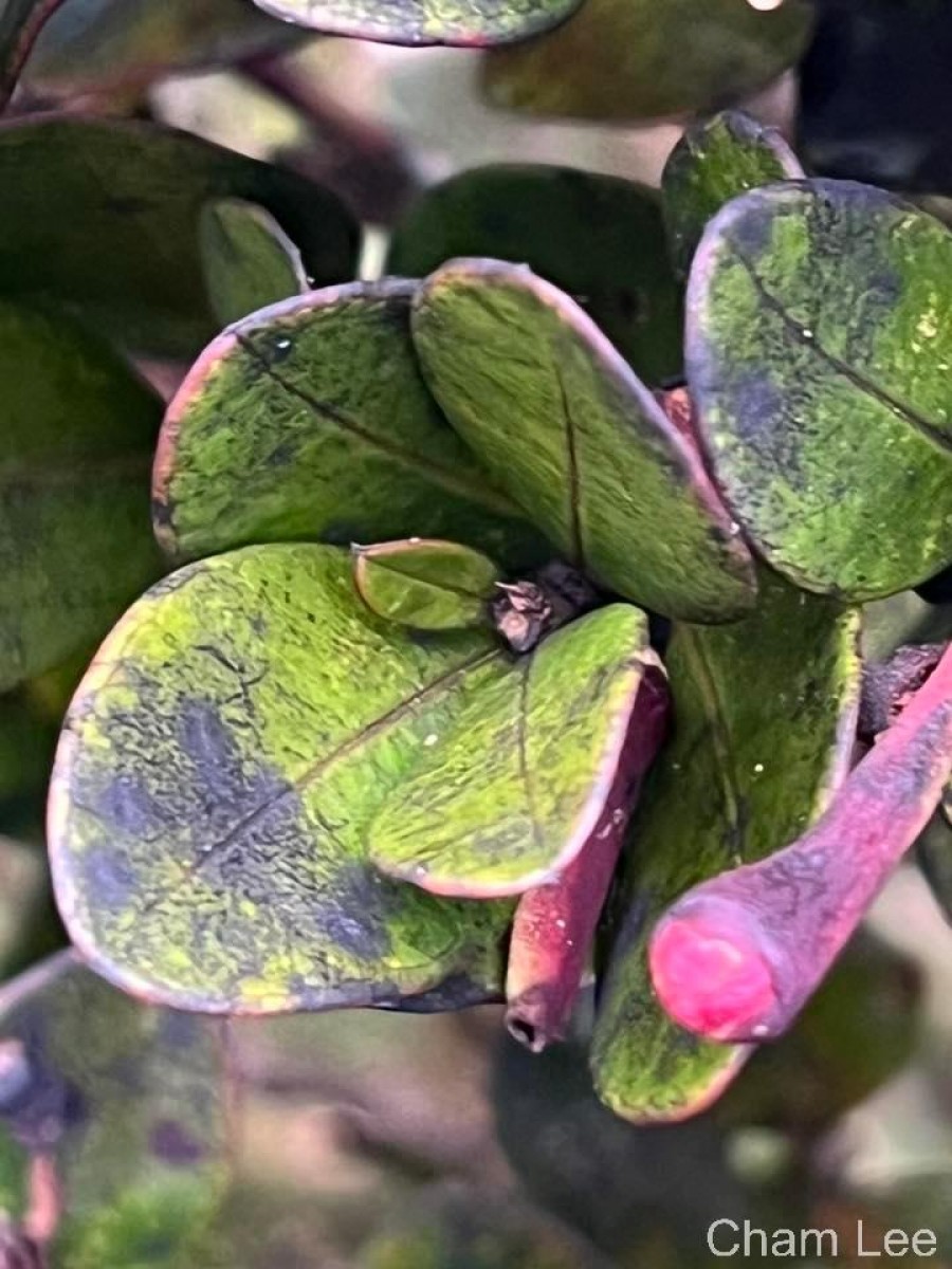 Syzygium montis-adam Kosterm.