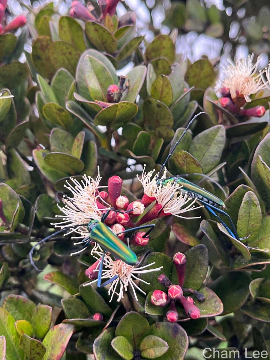 Syzygium montis-adam Kosterm.
