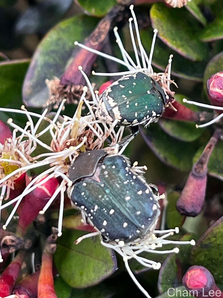 Syzygium montis-adam Kosterm.