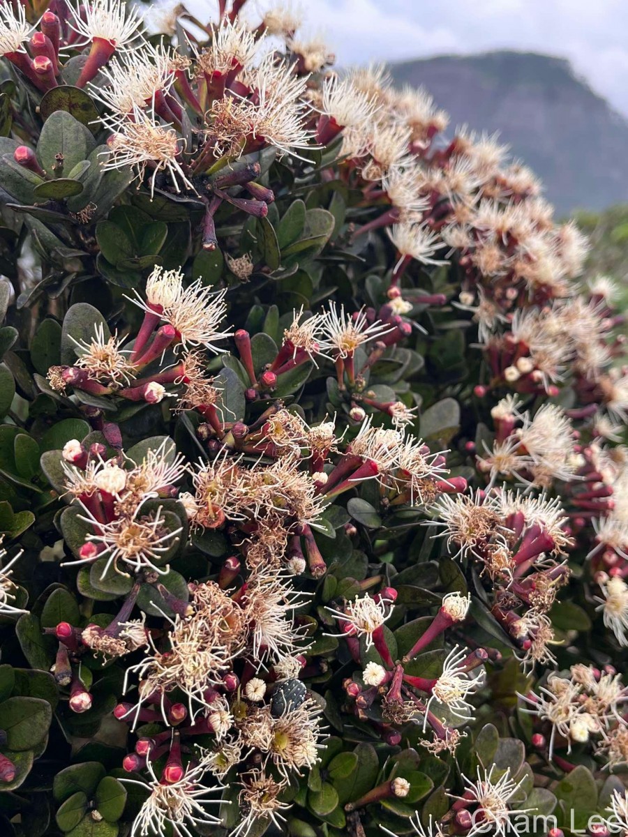Syzygium montis-adam Kosterm.