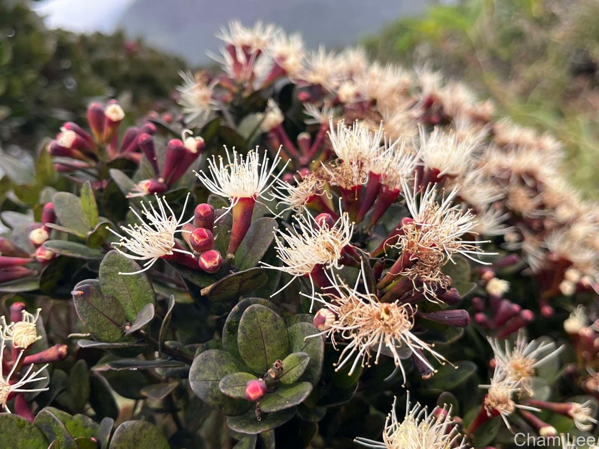 Syzygium montis-adam Kosterm.